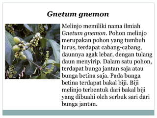 Gnetum gnemon
Melinjo memiliki nama ilmiah
Gnetum gnemon. Pohon melinjo
merupakan pohon yang tumbuh
lurus, terdapat cabang-cabang,
daunnya agak lebar, dengan tulang
daun menyirip. Dalam satu pohon,
terdapat bunga jantan saja atau
bunga betina saja. Pada bunga
betina terdapat bakal biji. Biji
melinjo terbentuk dari bakal biji
yang dibuahi oleh serbuk sari dari
bunga jantan.

 