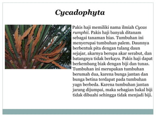 Cycadophyta
Pakis haji memiliki nama ilmiah Cycas
rumphii. Pakis haji banyak ditanam
sebagai tanaman hias. Tumbuhan ini
menyerupai tumbuhan palem. Daunnya
berbentuk pita dengan tulang daun
sejajar, akarnya berupa akar serabut, dan
batangnya tidak berkayu. Pakis haji dapat
berkembang biak dengan biji dan tunas.
Tumbuhan ini merupakan tumbuhan
berumah dua, karena bunga jantan dan
bunga betina terdapat pada tumbuhan
yagn berbeda. Karena tumbuhan jantan
jarang dijumpai, maka sebagian bakal biji
tidak dibuahi sehingga tidak menjadi biji.

 