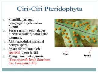 1.
2.
3.
4.
5.

Memiliki jaringan
pengangkut (xilem dan
floem)
Secara umum telah dapat
dibedakan akar, batang dan
daunnya.
Alat reproduksi aseksual
berupa spora
Spora dihasilkan oleh
sporofil (daun fertil)
Mengalami metagenesis
(Fase sporofit lebih dominan
dari fase gametofit)

Sori

Sorus

 