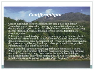 Coniferophyta
• Contoh tumbuhan konifer adalah tusam atau pinus dan damar.

Tumbuhan pinus merupakan pohon yang memiliki batang lurus dan
daunnya lancip seperti jarum. Bakal biji terletak pada daun buah yang
disebut strobilus betina, sedangkan serbuk sarinya terletak pada
strobilus jantan.
• Pohon pinus banyak terdapat di lereng-lereng gunung dan membentuk
hutan pinus. Pinus memiliki banyak kegunaan, antara lain getahnya
dapat digunakan sebagai bahan pembuat terpentin, sedangkan kayunya
digunakan sebagai batang korek api, bahan pembuat kertas, perabot
rumah tangga, dan bahan bangunan.
• Pinus memiliki kepekaan yang tinggi terhadap pencemaran udara.
Pohon pinus yang tumbuh di daerah dengan udara tercemar biasanya
memiliki daun yang jarang. Oleh karena itu, tumbuhan ini dapat
dijadikan indikator adanya pencemaran udara. Contoh tumbuhan biji
terbuka lainnya yaitu pohon ginko dan Pinus longaeva.

 