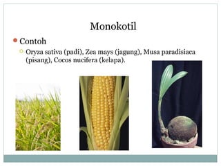 Monokotil
Contoh


Oryza sativa (padi), Zea mays (jagung), Musa paradisiaca
(pisang), Cocos nucifera (kelapa).

 