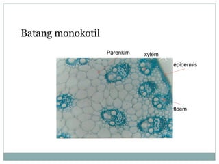 Batang monokotil
Parenkim

xylem
epidermis

floem

 
