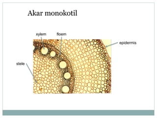 Akar monokotil
xylem

floem
epidermis

stele

 