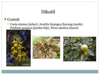 Dikotil
Contoh


Casia siamea (johar), Arachis hypogea (kacang tanah),
Psidium guajava (jambu biji), Ficus elastica (karet)

 