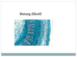 Batang dikotil

 