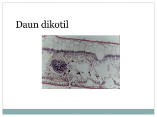 Daun dikotil

 
