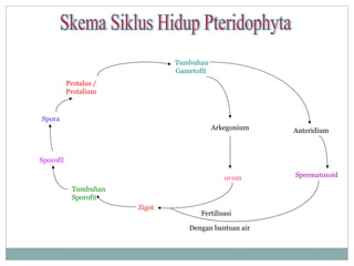 Tumbuhan
Gametofit
Protalus /
Protalium

Spora
Arkegonium

Anteridium

Sporofil
ovum
Tumbuhan
Sporofit
Zigot

Fertilisasi
Dengan bantuan air

Spermatozoid

 