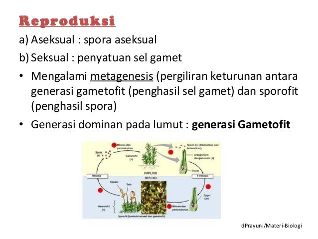 Plantae, Kingdom Tumbuhan