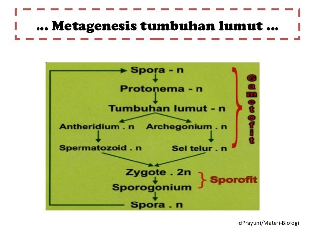 Plantae, Kingdom Tumbuhan