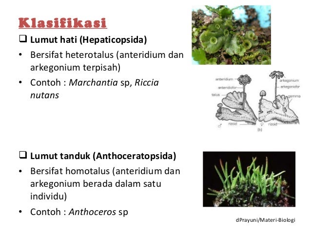 Plantae, Kingdom Tumbuhan