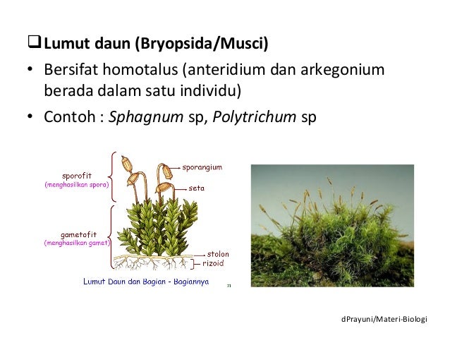 Contoh Difusi Biologi - Berita Jakarta