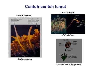Contoh-contoh lumut
Lumut daun
Lumut tanduk

Polytrichum

Anthoceros sp
Struktur tubuh Polytricum

 
