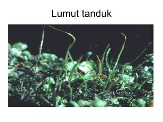 Lumut tanduk

 