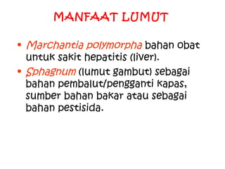 MANFAAT LUMUT
• Marchantia polymorpha bahan obat
untuk sakit hepatitis (liver).
• Sphagnum (lumut gambut) sebagai
bahan pembalut/pengganti kapas,
sumber bahan bakar atau sebagai
bahan pestisida.

 