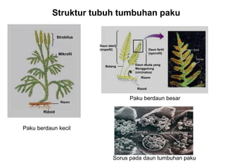 Struktur tubuh tumbuhan paku
Strobilus
Daun steril
(tropofil)

Daun fertil
(sporofil)

Mikrofil
Batang

Daun muda yang
Menggulung
(circinatus)
Rizom
Rizoid

Rizom

Paku berdaun besar

Rizoid

Paku berdaun kecil

Sorus pada daun tumbuhan paku

 