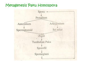 Metagenesis Paku Homospora

 