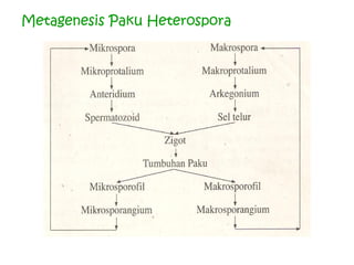 Metagenesis Paku Heterospora

 
