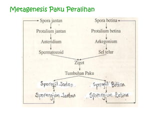 Metagenesis Paku Peralihan

 