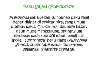 Paku Sejati (Pteropsida)
Pteropsida merupakan tumbuhan paku yang
dapat dilihat di sekitar kita, yang umum
disebut pakis. Ciri-cirinya: daunnya besar,
daun muda menggulung, sporangium
terdapat pada sporofil (daun penghasil
spora). Contohnya: paku tiang (Alsophilla
glauca), suplir (Adiantum cuneatum),
semanggi (Marsilea crenata).

 