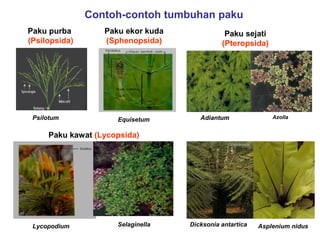 Contoh-contoh tumbuhan paku
Paku purba
(Psilopsida)

Psilotum

Paku ekor kuda
(Sphenopsida)

Equisetum

Paku sejati
(Pteropsida)

Adiantum

Azolla

Paku kawat (Lycopsida)

Lycopodium

Selaginella

Dicksonia antartica

Asplenium nidus

 