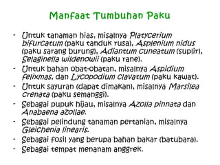 Manfaat Tumbuhan Paku
- Untuk tanaman hias, misalnya Platycerium
bifurcatum (paku tanduk rusa), Asplenium nidus
(paku sarang burung), Adiantum cuneatum (suplir),
Selaginella wildenowii (paku rane).
- Untuk bahan obat-obatan, misalnya Aspidium
felixmas, dan Lycopodium clavatum (paku kawat).
- Untuk sayuran (dapat dimakan), misalnya Marsilea
crenata (paku semanggi).
- Sebagai pupuk hijau, misalnya Azolla pinnata dan
Anabaena azollae.
- Sebagai pelindung tanaman pertanian, misalnya
Gleichenia linearis.
- Sebagai fosil yang berupa bahan bakar (batubara).
- Sebagai tempat menanam anggrek.

 