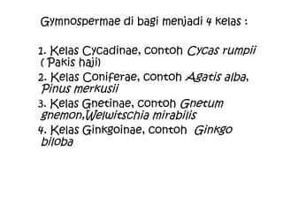 Gymnospermae di bagi menjadi 4 kelas :
1. Kelas Cycadinae, contoh Cycas rumpii
( Pakis haji)
2. Kelas Coniferae, contoh Agatis alba,
Pinus merkusii
3. Kelas Gnetinae, contoh Gnetum
gnemon,Welwitschia mirabilis
4. Kelas Ginkgoinae, contoh Ginkgo
biloba

 