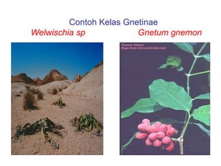 Contoh Kelas Gnetinae
Welwischia sp
Gnetum gnemon

 