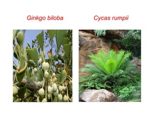 Ginkgo biloba

Cycas rumpii

 