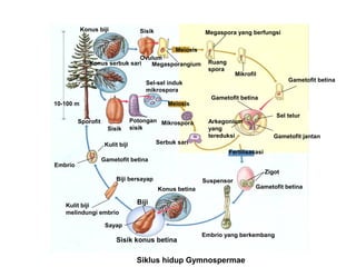 Konus biji

Sisik

Megaspora yang berfungsi
Meiosis

Ovulum
Konus serbuk sari
Megasporangium

Ruang
spora

Mikrofil

Gametofit betina

Sel-sel induk
mikrospora
10-100 m

Meiosis

Sporofit
Sisik

Potongan Mikrospora
sisik
Serbuk sari

Kulit biji

Gametofit betina
Sel telur

Arkegonium
yang
tereduksi

Gametofit jantan

Fertilisasasi
Embrio

Gametofit betina
Zigot
Biji bersayap

Suspensor
Konus betina

Kulit biji
melindungi embrio

Gametofit betina

Biji

Sayap

Sisik konus betina

Embrio yang berkembang

Siklus hidup Gymnospermae

 
