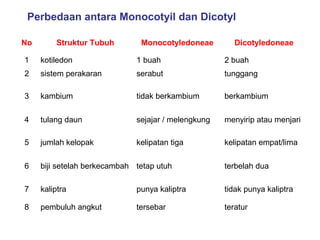Perbedaan antara Monocotyil dan Dicotyl
No

Struktur Tubuh

Monocotyledoneae

Dicotyledoneae

1

kotiledon

1 buah

2 buah

2

sistem perakaran

serabut

tunggang

3

kambium

tidak berkambium

berkambium

4

tulang daun

sejajar / melengkung

menyirip atau menjari

5

jumlah kelopak

kelipatan tiga

kelipatan empat/lima

6

biji setelah berkecambah tetap utuh

terbelah dua

7

kaliptra

punya kaliptra

tidak punya kaliptra

8

pembuluh angkut

tersebar

teratur

 