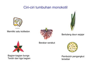 Ciri-ciri tumbuhan monokotil

Memiliki satu kotiledon
Bertulang daun sejajar

Berakar serabut

Bagian-bagian bunga
Terdiri dari tiga bagian

Pembuluh pengangkut
tersebar

 