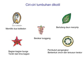 Ciri-ciri tumbuhan dikotil

Bertulang daun menyirip

Memiliki dua kotiledon

Berakar tunggang

Bagian-bagian bunga
Terdiri dari lima bagian

Pembuluh pengangkut
Berbentuk cincin dan tersusun teratur

 