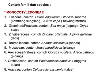 Contoh famili dan species :
* MONOCOTYLEDONEAE
1. Liliaceae, contoh Lilium longiflorum,Gloriosa superba
(kembang sungsang), Allium cepa ( bawang merah)
2. Graminae/Poaceae, contoh Zea mays (jagung), Oryza
sativa
3. Zingiberaceae, contoh Zingiber officinale, Alpinia galanga
(laos)
4. Bromeliaceae, contoh Ananas cosmosus (nanas)
5. Musaceae, contoh Musa paradisiaca (pisang)
6. Arecaceae/Palmae, contoh Coccos nucifera, Areca cathecu
(pinang)
7. Orchidaceae, contoh Phaleonopsis amabilis ( anggrek
bulan)
8. Araceae, contoh Coloscasia esculenta (talas)

 