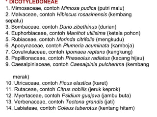 * DICOTYLEDONEAE
1. Mimosaceae, contoh Mimosa pudica (putri malu)
2. Malvaceae, contoh Hibiscus rosasinensis (kembang
sepatu)
3. Bombaceae, contoh Durio zibethinus (durian)
4. Euphorbiaceae, contoh Manihot utilisima (ketela pohon)
5. Rubiaceae, contoh Morinda citrifolia (mengkudu)
6. Apocynaceae, contoh Plumeria acuminata (kamboja)
7. Covulvulaceae, contoh Ipomaea reptans (kangkung)
8. Papillionaceae, contoh Phaseolus radiatus (kacang hijau)
9. Caesalpiniaceae, contoh Caesalpinia pulcherima (kembang
merak)
10. Utricaceae, contoh Ficus elastica (karet)
11. Rutaceae, contoh Citrus nobilis (jeruk keprok)
12. Myertaceae, contoh Psidium guajava (jambu buta)
13. Verbenaceae, contoh Tectona grandis (jati)
14. Labiateae, contoh Coleus tuberotus (kentang hitam)

 