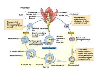 DIPLOID (2n)

Putik

Kepala putik
Tangkai putik
Ovarium
Ovulum

Megagametofit
berkembang dari
megaspora di dalam
ovulum

Kepala sari
Tangkai sari

Serbuk sari
Mikrogametofit
berkembang dari
mikrospora di dalam
kotak serbuk sari

Sel induk megaspora
(2n)
Meiosis

Meiosis

Zigot berkembang
menjadi sporofit
dewasa

Megaspora (n)

Nukleus
endosperm
(3n)
Zigot (2n)

Fertilisasi ganda
menghasilkan zigot 2n
dan endosperm 3n
Fertilisasi ganda
8 nukleus haploid
Megagametofit (n)

HAPLOID (n)

Inti buluh
Sperma

Buluh serbuk sari

Serbuk sari
(mikrogametofit (n)

Serbuk sari
berkecambah di
kepala putik. Buluh
serbuk sari tumbuh
sampai mencapai
megagametofit

Megagametofit

 