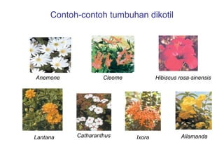 Contoh-contoh tumbuhan dikotil

Anemone

Lantana

Cleome

Catharanthus

Hibiscus rosa-sinensis

Ixora

Allamanda

 