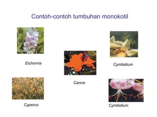 Contoh-contoh tumbuhan monokotil

Eichornia

Cymbidium

Canna

Cyperus

Cymbidium

 