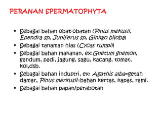 PERANAN SPERMATOPHYTA
• Sebagai bahan obat-obatan (Pinus mekusii,
Ependra sp, Juniferus sp, Ginkgo biloba)
• Sebagai tanaman hias (Cycas rumpii)
• Sebagai bahan makanan, ex:Gnetum gnemon,
gandum, padi, jagung, sagu, kacang, tomat,
kol,dsb.
• Sebagai bahan industri, ex: Agathis alba=getah
damar, Pinus merkusii=bahan kertas, kapas, rami.
• Sebagai bahan papan/perabotan

 