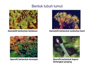 Bentuk tubuh lumut

Gametofit berbentuk lembaran

Sporofit berbentuk terompet

Gametofit berbentuk tumbuhan kecil

Sporofit berbentuk kapsul
bertangkai panjang

 