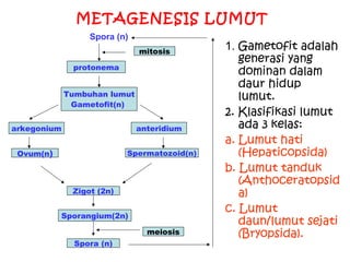 METAGENESIS LUMUT
Spora (n)
mitosis
protonema
Tumbuhan lumut
Gametofit(n)
arkegonium

anteridium

Ovum(n)

Spermatozoid(n)

Zigot (2n)
Sporangium(2n)
meiosis
Spora (n)

1. Gametofit adalah
generasi yang
dominan dalam
daur hidup
lumut.
2. Klasifikasi lumut
ada 3 kelas:
a. Lumut hati
(Hepaticopsida)
b. Lumut tanduk
(Anthoceratopsid
a)
c. Lumut
daun/lumut sejati
(Bryopsida).

 