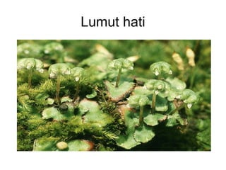Lumut hati

 