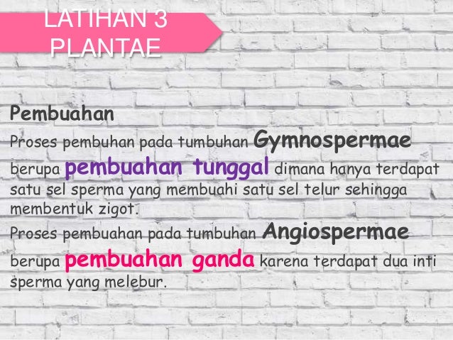 kingdom Plantae biologi kelas X