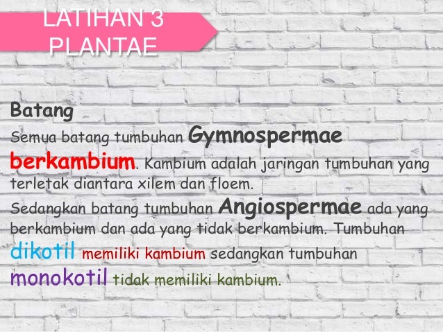 kingdom Plantae biologi kelas X