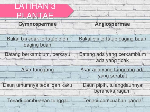 kingdom Plantae biologi kelas X