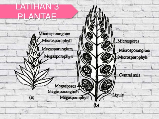 kingdom Plantae biologi kelas X