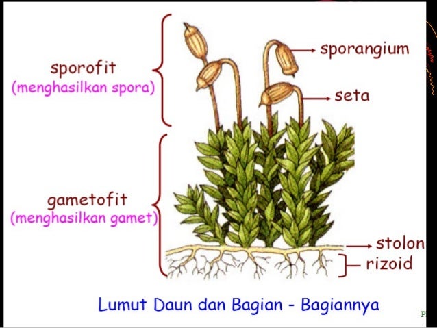 Dunia Tumbuhan (plantae) diagram of hornwort 