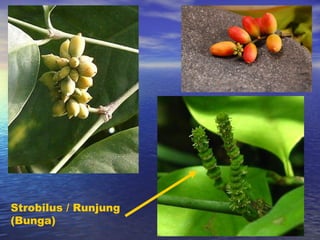 Dunia Tumbuhan (Plantae) | PPT