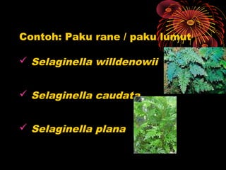 Plantae lumut dan paku | PPT