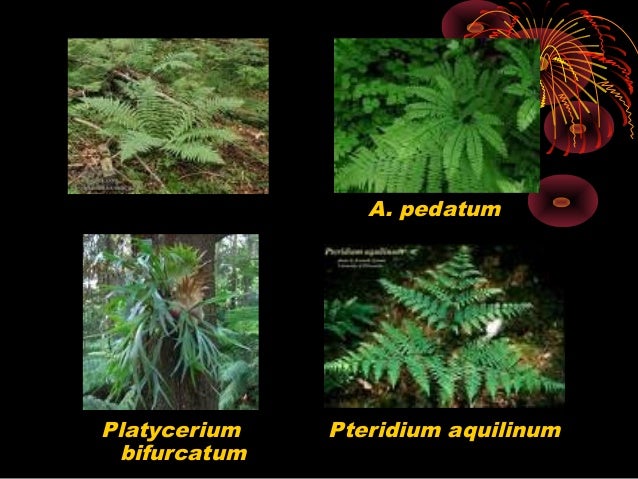 Plantae lumut dan paku