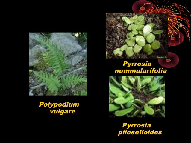 Plantae lumut dan paku